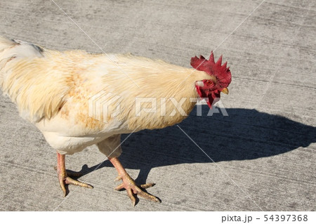 鶏 54397368