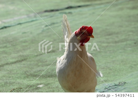 鶏 54397411