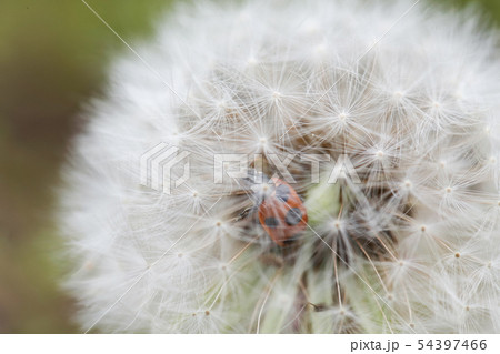 綿毛の中に迷い込んだてんとう虫 54397466