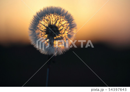 夕陽にかざした綿毛 54397643
