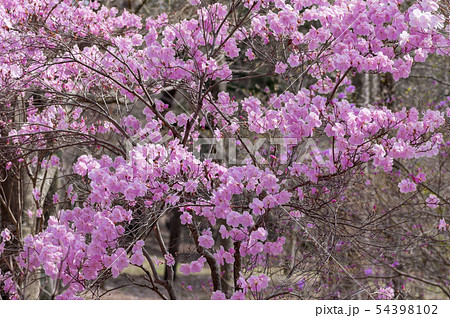 ヤシオツツジ ヤシオツツジ 54398102