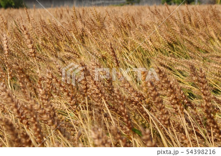 麦畑 54398216