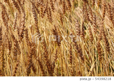 麦畑 54398218