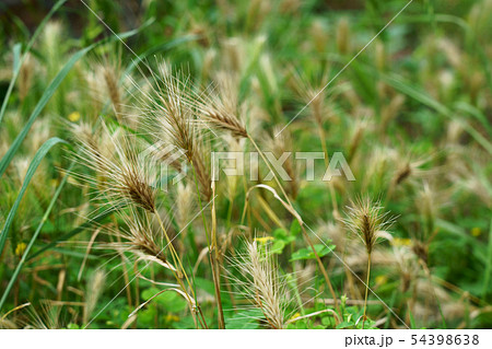 麦に似た穂を持つ野草 ムギクサと思われますの写真素材