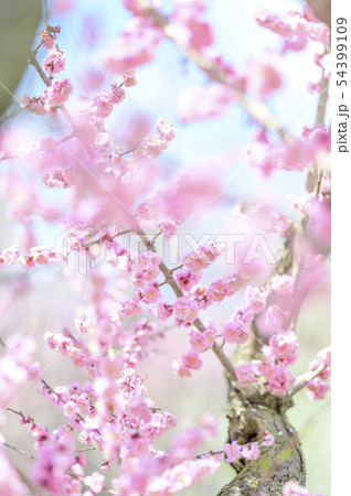 梅の花（紅梅） 54399109