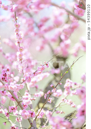 梅の花（紅梅） 54399110