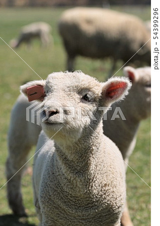 子羊の写真素材 [54399296] - PIXTA