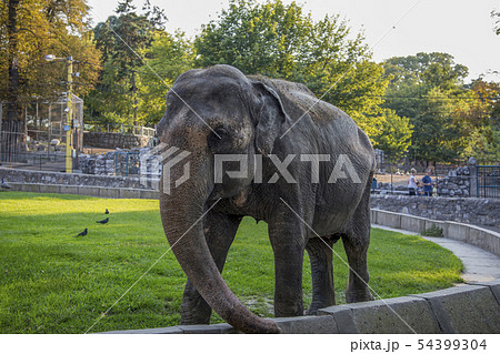 Elephant on a walk in Belgrade Zoo Elephant on a walk in Belgrade Zoo 54399304