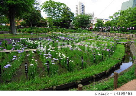 6月　足立01区立しょうぶ沼公園 54399463