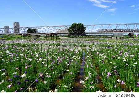 6月 江戸川13小岩菖蒲園と花菖蒲 6月 江戸川13小岩菖蒲園と花菖蒲 54399486