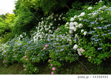6月 鎌倉859長寿寺脇の紫陽花・亀ヶ谷坂切通 6月 鎌倉859長寿寺脇の紫陽花・亀ヶ谷坂切通 54399493