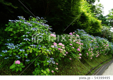 6月 鎌倉857長寿寺脇の紫陽花・亀ヶ谷坂切通 6月 鎌倉857長寿寺脇の紫陽花・亀ヶ谷坂切通 54399495