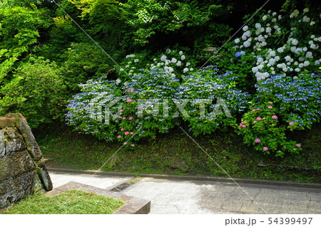 6月　鎌倉855長寿寺脇の紫陽花･亀ヶ谷坂切通 54399497