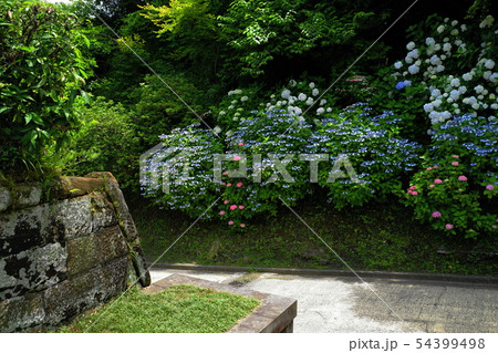 6月　鎌倉854長寿寺脇の紫陽花･亀ヶ谷坂切通 54399498