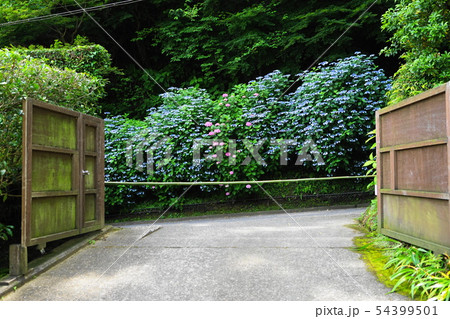 6月　鎌倉851長寿寺脇の紫陽花･亀ヶ谷坂切通 54399501