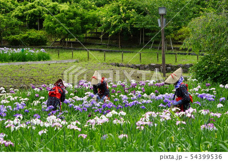 6月　横須賀104横須賀しょうぶ園 54399536