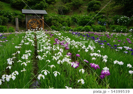 6月 横須賀101横須賀しょうぶ園 6月 横須賀101横須賀しょうぶ園 54399539