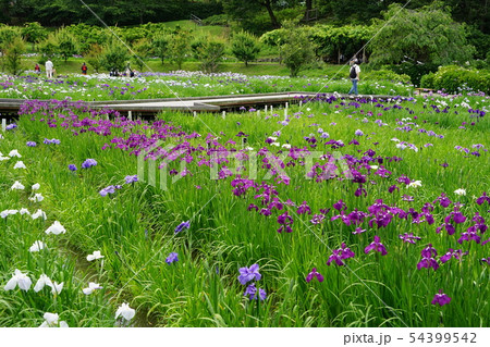 6月 横須賀98横須賀しょうぶ園 6月 横須賀98横須賀しょうぶ園 54399542