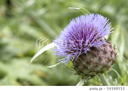 アーティチョーク アーティチョーク 54399553