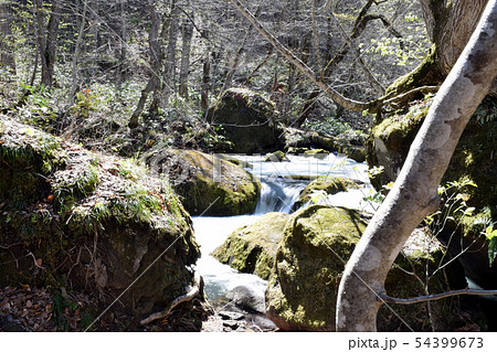 奥入瀬渓流 54399673