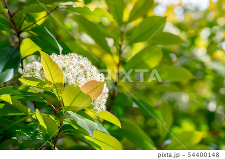 自然イメージ 自然イメージ 54400148