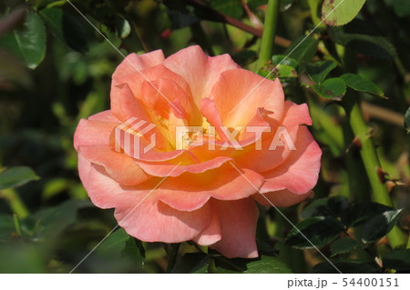 バラ　ケニギン・ベアトリックス 　Königin Beatrix 54400151