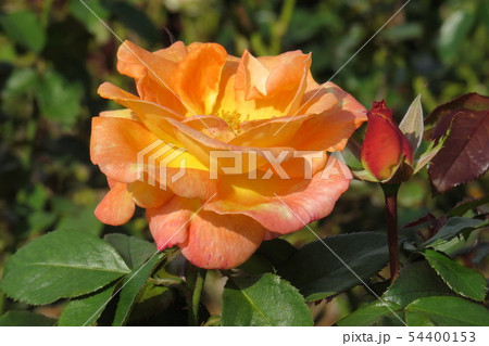 バラ　ケニギン・ベアトリックス 　Königin Beatrix 54400153