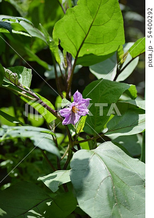 家庭菜園 54400292