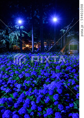 あじさい寺　雲昌寺　ライトアップ 54401098