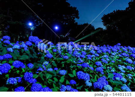 あじさい寺　雲昌寺　ライトアップ 54401115