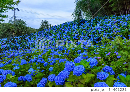 あじさい寺　雲昌寺　ライトアップ 54401221