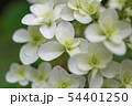 アジサイ　白 54401250