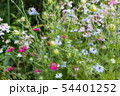 ニゲラ 54401252
