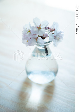 【さくら】・一輪挿し 54401508