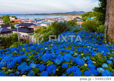 あじさい寺 雲昌寺 あじさい寺 雲昌寺 54401569