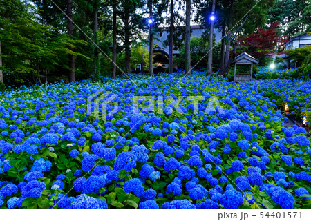あじさい寺　雲昌寺 54401571