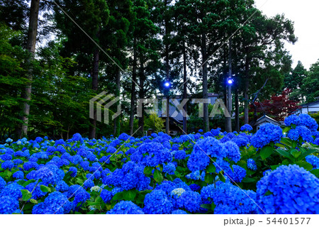 あじさい寺　雲昌寺 54401577