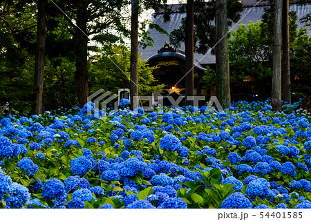 あじさい寺　雲昌寺 54401585