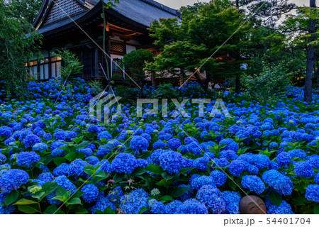 あじさい寺　雲昌寺 54401704