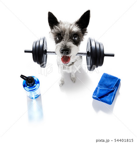 personal trainer dog 54401815
