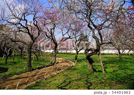 3月　水戸18弘道館･庭園の梅 54401963