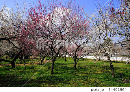3月　水戸17弘道館･庭園の梅 54401964