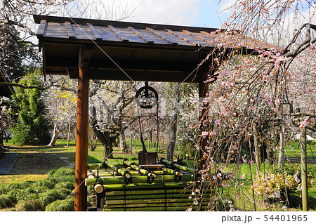 3月 水戸16弘道館・庭園の梅 3月 水戸16弘道館・庭園の梅 54401965
