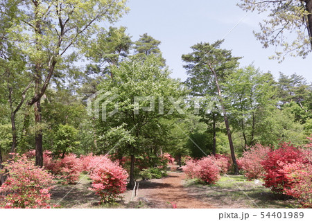 春の自然庭園(散策路のツツジとウワミズザクラ) 春の自然庭園(散策路のツツジとウワミズザクラ) 54401989