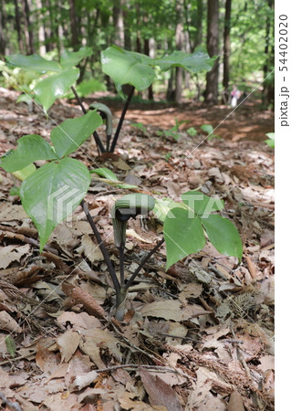 ムサシアブミ 54402020