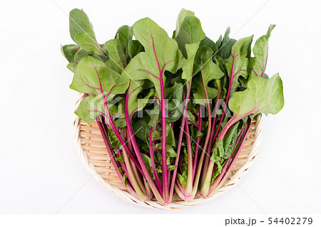 赤軸ほうれんそう 54402279