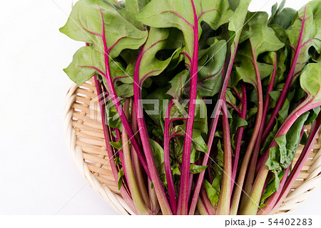 赤軸ほうれんそう 54402283
