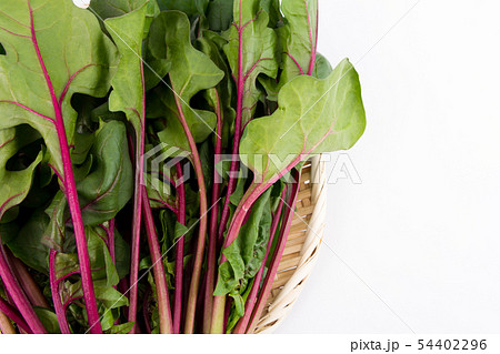 赤軸ほうれんそう 54402296