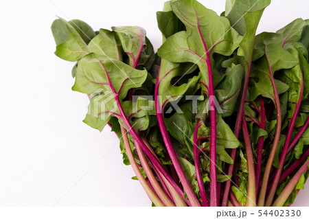 赤軸ほうれんそう 54402330