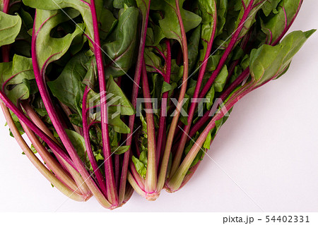 赤軸ほうれんそう 54402331